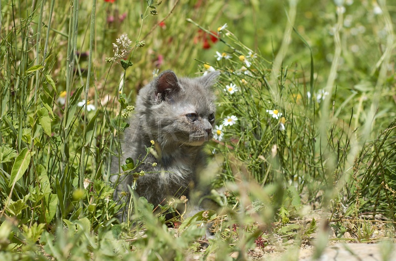 BRITISH SHORTHAIR C051.jpg
